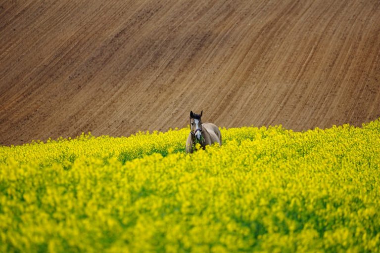 Zaczynając uprawiać zdrowe rośliny, musimy umożliwić im należyte warunki.